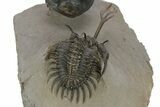 Walliserops Trilobite With Hollardops - Foum Zguid, Morocco #249030-7
